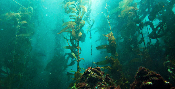 Algas Kelp, aprovecha sus cualidades para tú cuerpo