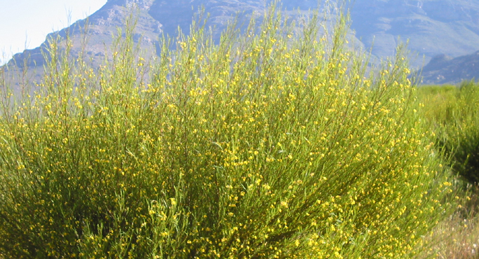 ROIBOS Binipatia e higienismo