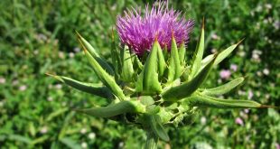 cardo mariano planta medicinal extraordinaria