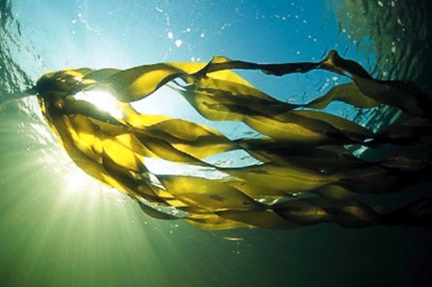 FUCOXANTINA Binipatia e higienismo